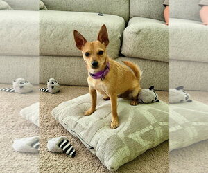 Jack Russell Terrier Dogs for adoption in Gilberts, IL, USA