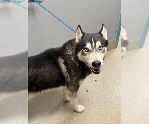 Siberian Husky-Unknown Mix Dogs for adoption in Las Vegas, NV, USA