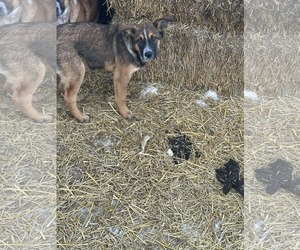 Medium Photo #1 German Shepherd Dog-Unknown Mix Puppy For Sale in Princeton, MN, USA