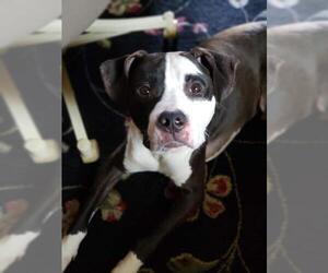 Bogle Dogs for adoption in Lockport, NY, USA