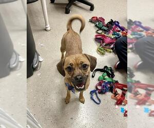 Puggle Dogs for adoption in Mundelein, IL, USA