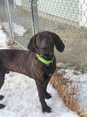 Plott Hound Dogs for adoption in Orleans, VT, USA