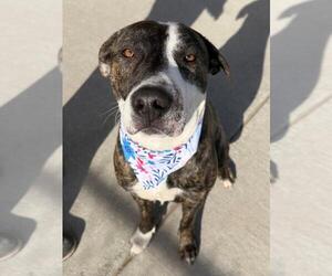 Mutt Dogs for adoption in Tulsa, OK, USA