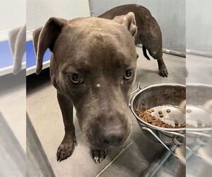 American Staffordshire Terrier-Unknown Mix Dogs for adoption in Tavares, FL, USA