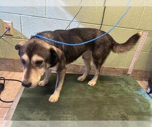 Siberian Husky-Unknown Mix Dogs for adoption in Grand Prairie, TX, USA