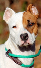 Small American Staffordshire Terrier