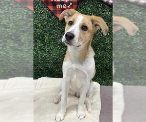 Beagle-Unknown Mix Dogs for adoption in Grasswood, Saskatchewan, Canada