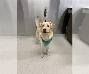 Labsky Dogs for adoption in Fairbanks, AK, USA