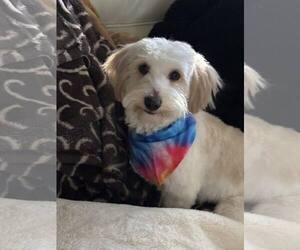 Maltese-Unknown Mix Dogs for adoption in Turlock, CA, USA