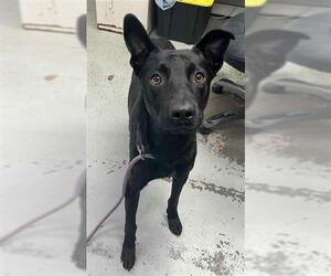 German Shepherd Dog Dogs for adoption in Stockton, CA, USA