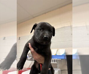 Mutt Dogs for adoption in Oklahoma City, OK, USA