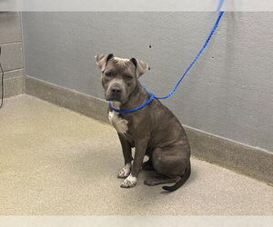 American Pit Bull Terrier-Unknown Mix Dogs for adoption in Las Vegas, NV, USA