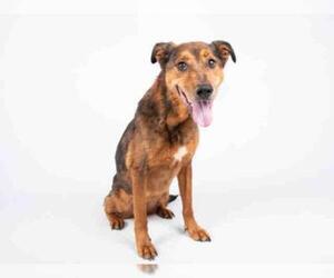 German Shepherd Dog-Unknown Mix Dogs for adoption in Atlanta, GA, USA