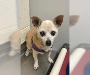 Chihuahua Dogs for adoption in West Valley, UT, USA