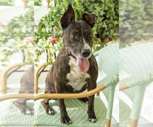 American Staffordshire Terrier-Unknown Mix Dogs for adoption in Santa Fe, TX, USA