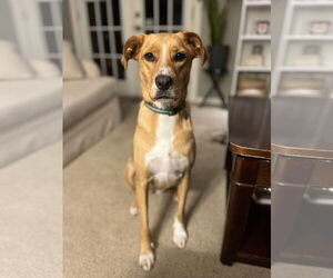 Golden Retriever-Unknown Mix Dogs for adoption in Columbus, IN, USA