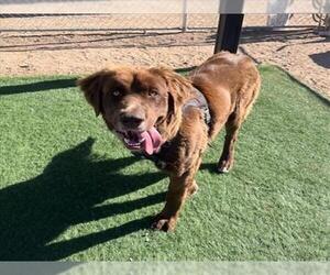 Labrador Retriever-Unknown Mix Dogs for adoption in HESPERIA, CA, USA