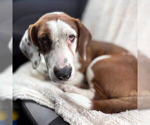 Bagle Hound Dogs for adoption in Deepwater, NJ, USA