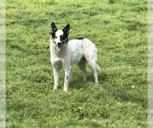Border Collie-Unknown Mix Dogs for adoption in Shreveport, LA, USA