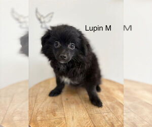 Pomeranian-Unknown Mix Dogs for adoption in Studio City, CA, USA