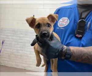German Shepherd Dog-Unknown Mix Dogs for adoption in San Bernardino, CA, USA