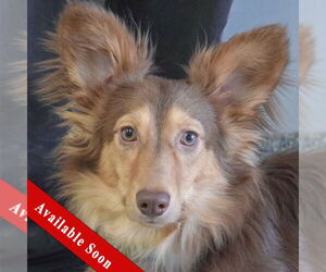 Dachshund-Unknown Mix Dogs for adoption in Huntley, IL, USA