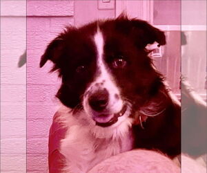 Australian Shepherd Dogs for adoption in Rustburg, VA, USA