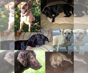 Labrador Retriever Dogs for adoption in Warrington, PA, USA