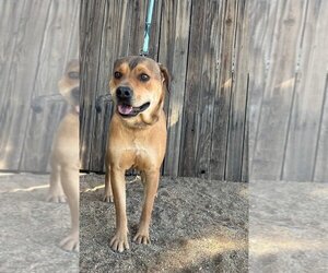 Labrador Retriever-Unknown Mix Dogs for adoption in Seal Beach , CA, USA