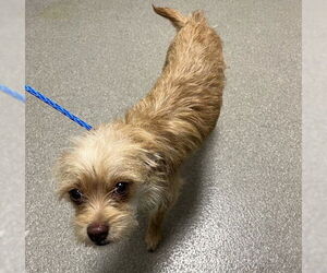 Mutt Dogs for adoption in Las Vegas, NV, USA