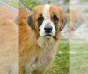 Great Pyrenees-Unknown Mix Dogs for adoption in Tuscumbia, AL, USA
