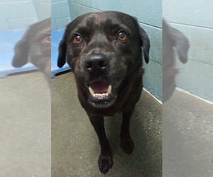 Rottweiler Dogs for adoption in Clarkesville, GA, USA