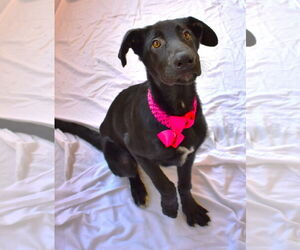 Mutt Dogs for adoption in McKinney, TX, USA