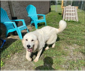 Great Pyrenees Dogs for adoption in Glen Allen, VA, USA