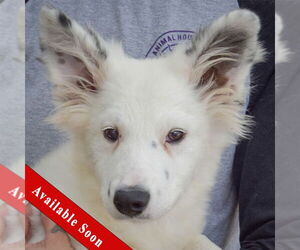 Border Collie-Pembroke Welsh Corgi Mix Dogs for adoption in Huntley, IL, USA