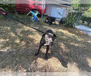 American Pit Bull Terrier Dogs for adoption in Ocala, FL, USA