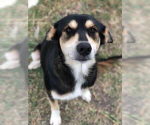 Shollie Dogs for adoption in Sugar Land, TX, USA