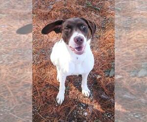 German Shorthaired Pointer Dogs for adoption in Lake City, MI, USA