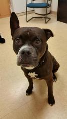 Bullboxer Pit Dogs for adoption in Buffalo, NY, USA