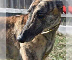 Greyhound Dogs for adoption in Grandville, MI, USA