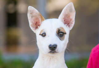 Medium Photo #1 Jack Chi Puppy For Sale in El Cajon, CA, USA