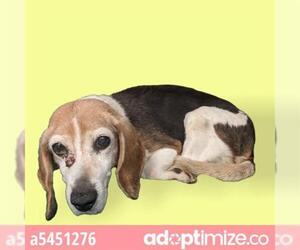 Beagle Dogs for adoption in Downey, CA, USA