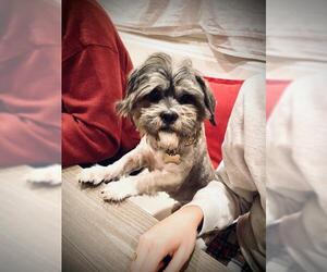 Shih Apso Dogs for adoption in Oakley, CA, USA