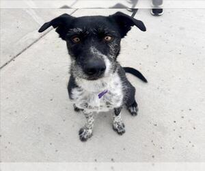 Mutt Dogs for adoption in Fort Collins, CO, USA