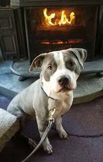 American Bulldog-American Staffordshire Terrier Mix Dogs for adoption in White Marsh, MD, USA