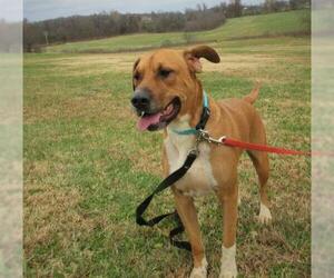 Black and Tan Coonhound-Labrador Retriever-Labrador Retriever Mix Dogs for adoption in Centerton, AR, USA