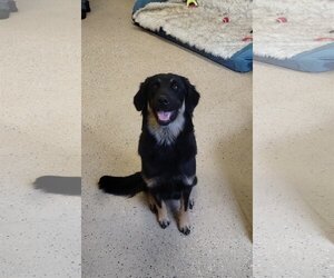 Shepradors Dogs for adoption in York, SC, USA