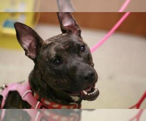 American Staffordshire Terrier-Unknown Mix Dogs for adoption in Lancaster, PA, USA