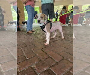 Mutt Dogs for adoption in Holly Springs, NC, USA