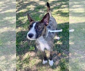 Basenji Dogs for adoption in Riverside, CA, USA